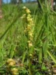 Einknollige Honigorchis - Herminium monorchis