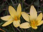 Gold-Krokus - Crocus flavus