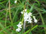Sumpf-Labkraut - Galium uliginosum