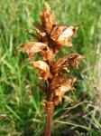 Nelken-Sommerwurz - Orobanche caryophyllacea