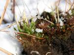 : - Polytrichastrum longisetum