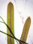 Stachelspitziges Laichkraut - Potamogeton friesii