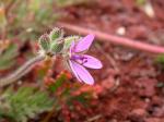 Gewöhnlicher Reiherschnabel - Erodium cicutarium