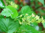 Alpen-Johannisbeere - Ribes alpinum