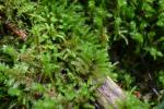 Spitzblättriges Schönschnabelmoos - Eurhynchium striatum