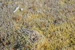 Graue Zackenmütze - Racomitrium canescens