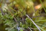 Handförmiges Riccardimoos - Riccardia palmata