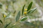 : - Beyeria viscosa