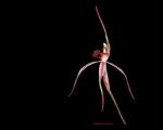 :-Caladenia caudata