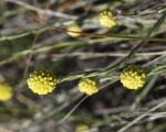 : - Calocephalus citreus