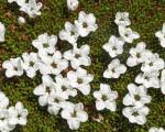 : - Dracophyllum minimum