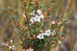 : - Epacris apsleyensis