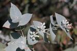 : - Eucalyptus risdonii