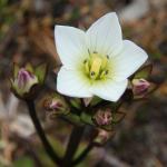 : - Gentianella diemensis