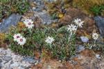 : - Helichrysum pumilum