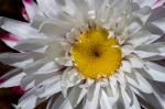 : - Leucochrysum albicans