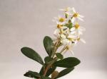 : - Olearia persoonioides