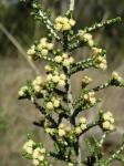 : - Ozothamnus scutellifolius
