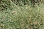 : - Poa clivicola