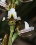 : - Prasophyllum incurvum