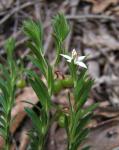 : - Rhytidosporum procumbens