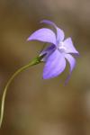 : - Wahlenbergia ceracea