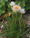: - Xerochrysum papillosum