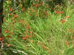 Garten-Montbretie - Crocosmia crocosmiiflora
