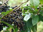 : - Antidesma platyphyllum
