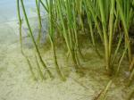 : - Cyperus laevigatus