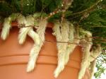 : - Davallia teyermannii