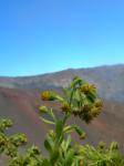 : - Dubautia menziesii