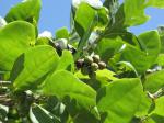 : - Coccoloba diversifolia