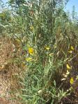 Bengalischer Hanf - Crotalaria juncea