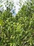 Kreuzstrauch - Baccharis halimifolia