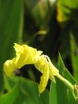 : - Canna flaccida