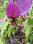 : - Dalechampia dioscoreifolia