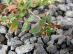 : - Euphorbia hyssopifolia