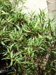 : - Ficus salicaria