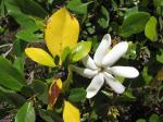: - Gardenia tahitensis