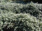 Lakritz-Strohblume - Helichrysum petiolare