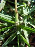 Hundszahngras - Cynodon dactylon