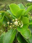 : - Ilex anomala