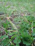 : - Indigofera spicata