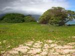: - Ipomoea pes-caprae subsp. brasiliensis