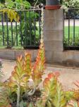 : - Kalanchoe tetraphylla