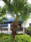 Chinesische Livingstonpalme - Livistona chinensis