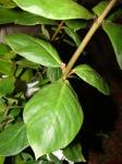 : - Lysimachia maxima