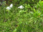 : - Melicope adscendens