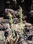 : - Pellaea ternifolia